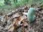 Varashátú galambgomba (Russula virescens), Retyezát